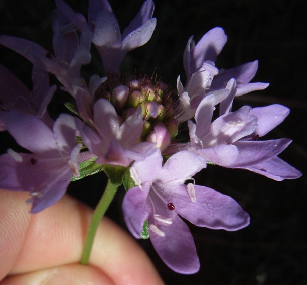 Dipsacacea da determinare - Scabiosa sp.